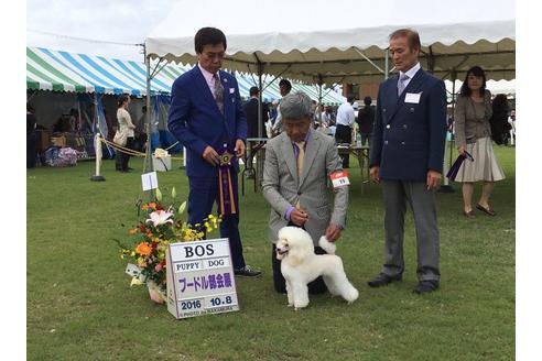販売中のトイプードルの親犬