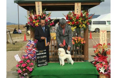 販売中のトイプードルの親犬