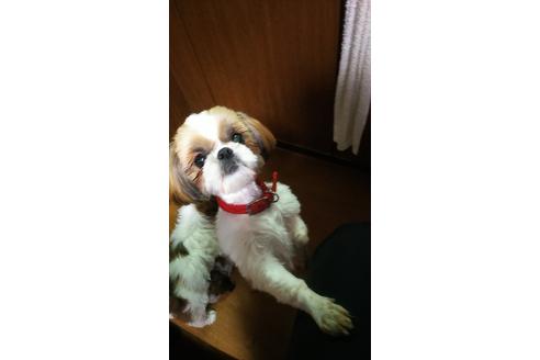 販売中のシーズーの親犬