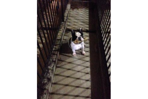 販売中のフレンチブルドッグの親犬