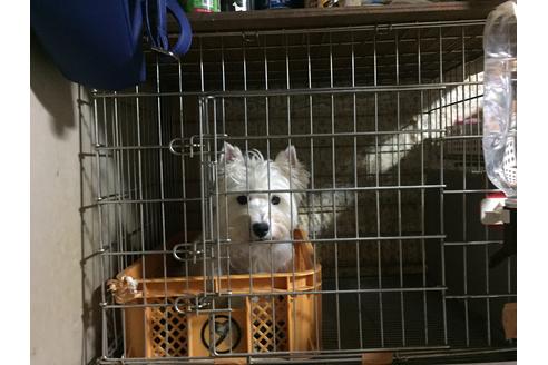 販売中のウエストハイランドホワイトテリア(ウエスティ)の親犬