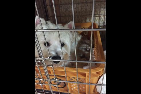 販売中のウエストハイランドホワイトテリア(ウエスティ)の親犬