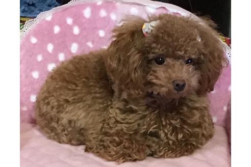 販売中のトイプードルの親犬