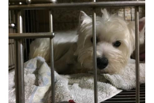 販売中のウエストハイランドホワイトテリア(ウエスティ)の親犬