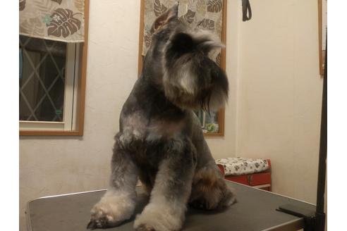 販売中のミニチュアシュナウザーの親犬