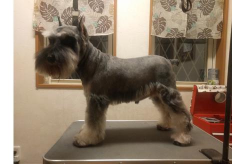 販売中のミニチュアシュナウザーの親犬