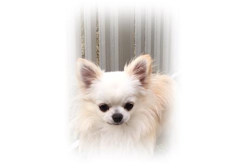販売中のチワワの親犬