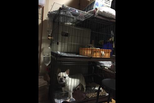 販売中のフレンチブルドッグの親犬