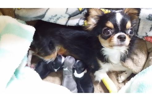 販売中のチワワの親犬