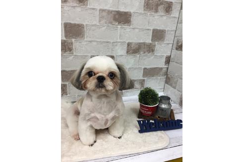 販売中のシーズーの親犬