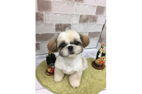 販売中のシーズーの親犬