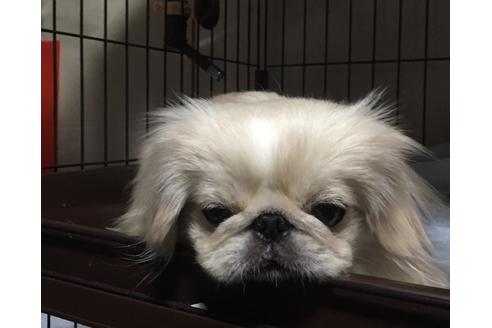 販売中のペキニーズの親犬