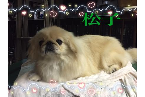 販売中のペキニーズの親犬