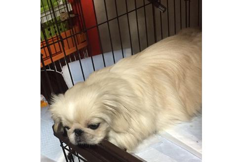 販売中のペキニーズの親犬
