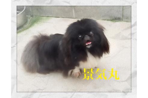販売中のペキニーズの親犬