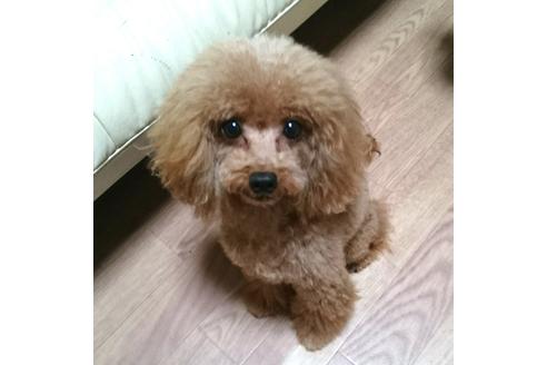 販売中のトイプードルの親犬