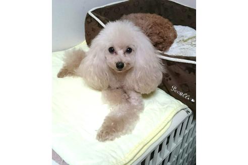 販売中のトイプードルの親犬