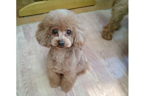 販売中のトイプードルの親犬