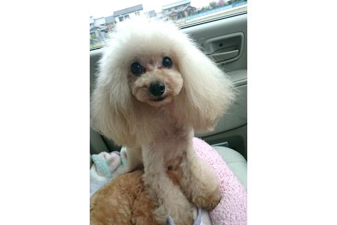 販売中のトイプードルの親犬
