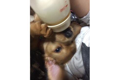 販売中のミニチュアダックスフンド(ロングヘアード)の親犬