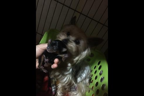 販売中のヨークシャーテリアの親犬