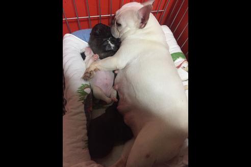 販売中のフレンチブルドッグの親犬