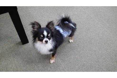 販売中のチワワの親犬