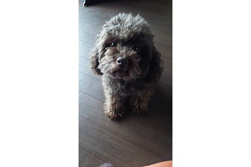 販売中のトイプードルの親犬