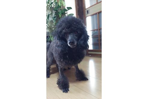販売中のトイプードルの親犬