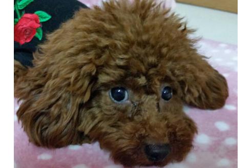 販売中のトイプードルの親犬