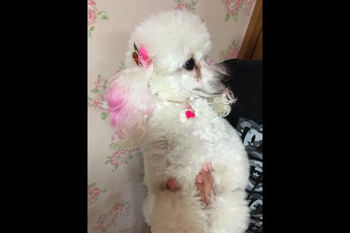 販売中のトイプードルの親犬