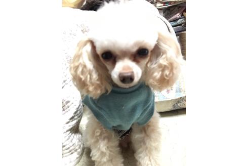 販売中のトイプードルの親犬