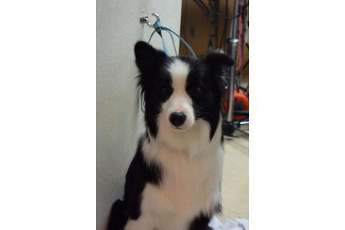 販売中のボーダーコリーの親犬