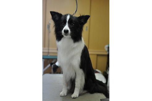 販売中のボーダーコリーの親犬