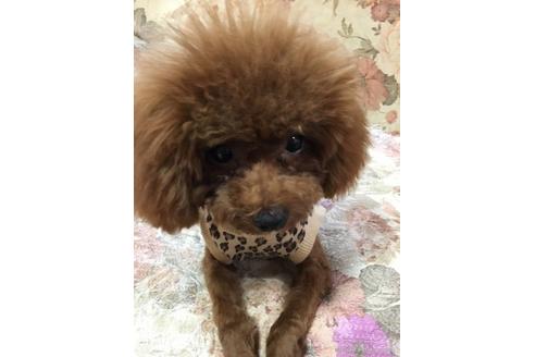 販売中のトイプードルの親犬