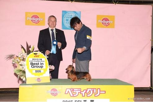 販売中のカニンヘンダックスフンドの親犬