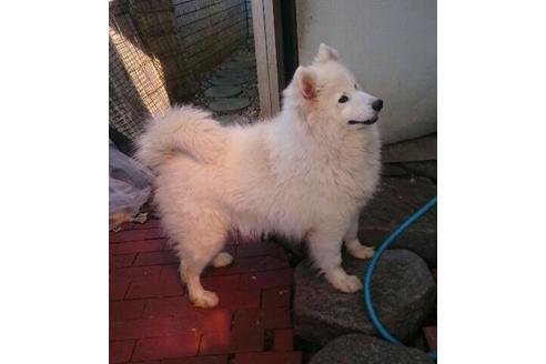 販売中のサモエドの親犬