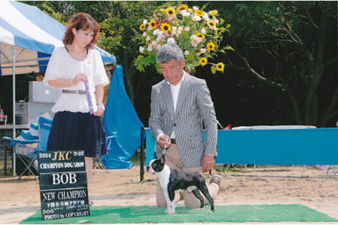 販売中のボストンテリアの親犬