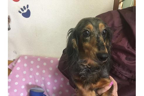販売中のミニチュアダックスフンド(ロングヘアード)の親犬