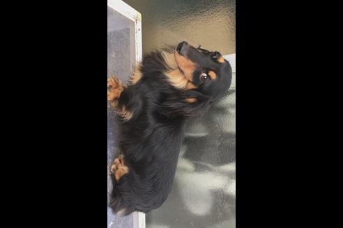 販売中のアーフェンピンシャーの親犬