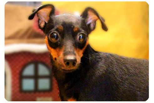 販売中のミニチュアピンシャー(ミニピン)の親犬