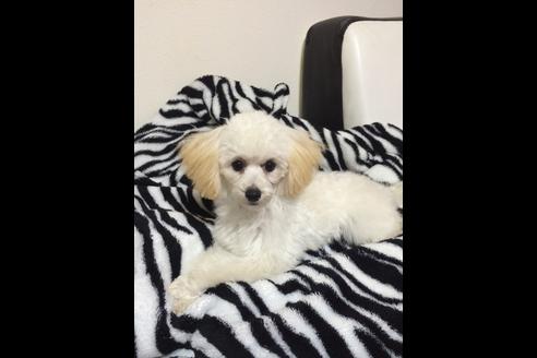 販売中のトイプードルの親犬