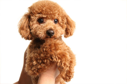 販売中のティーカッププードルの親犬
