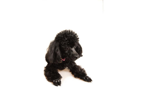 販売中のティーカッププードルの親犬