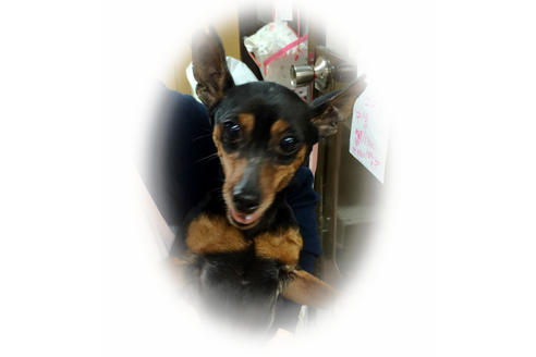 販売中のミニチュアピンシャー(ミニピン)の親犬