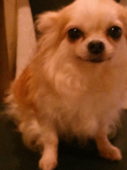 杉田ブリーダー