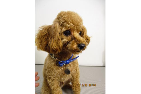販売中のティーカッププードルの親犬