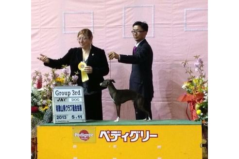 販売中のイタリアングレーハウンド(イタグレ)の親犬