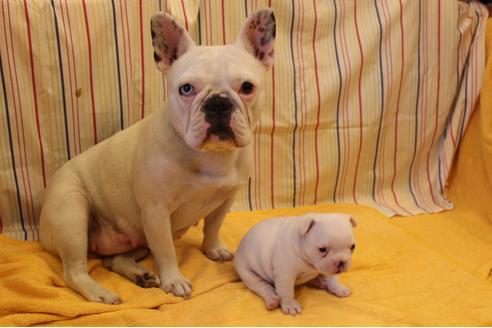 販売中のフレンチブルドッグの親犬