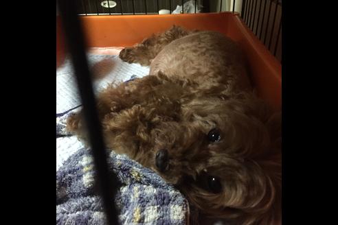 販売中のトイプードルの親犬